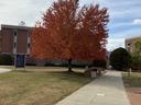 Large red-orange tree beside a campus sidewalk with brick academic buildings
