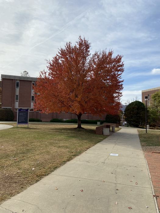 Acer rubrum in Western Carolina University campus. Planted over a seating area to provide shade in an otherwise sunny courtyard. A. rubrum is a common landscape plant native to the southeast. They provide wildlife habitat and food, fall color, and interesting bark (see supporting photos)