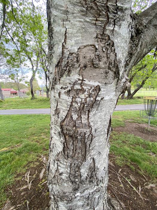 Close-up white birch trunk with textured bark; disc golf basket visible in park background.