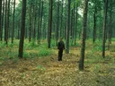 Forest with several trees underbrush cleared with man walking