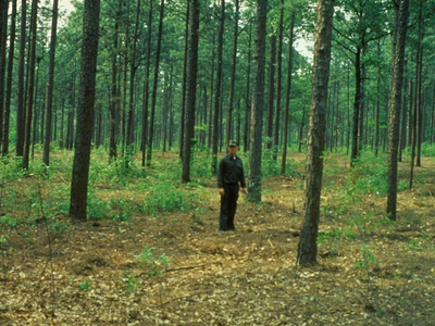 Forest with several trees underbrush cleared with man walking