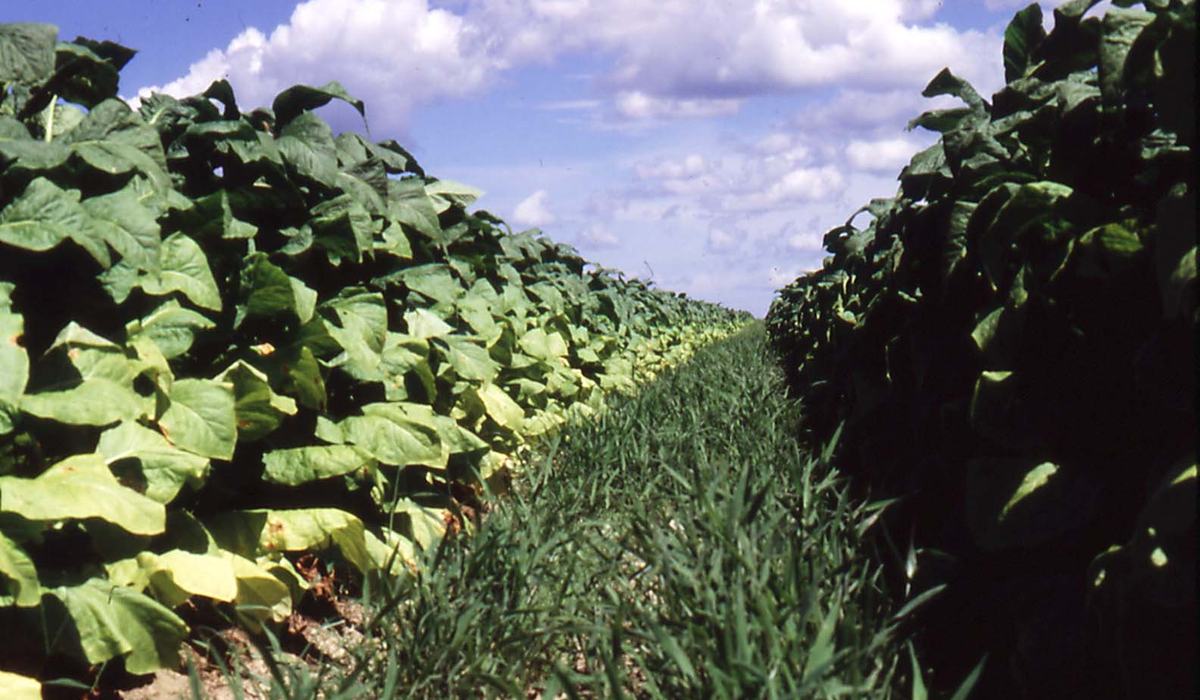 Lewis Tobacco Settlement Enters Final Phase - Pitt County Center