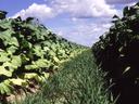 Narrow grassy path between two rows of leafy crops under a partly cloudy sky