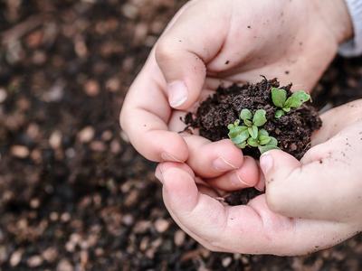 Hands holding a small clump of soil with tiny green seedlings
