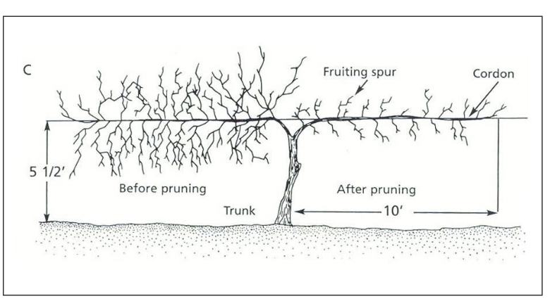 A diagram showing the different parts of a grape vine before and after it has been pruned.
