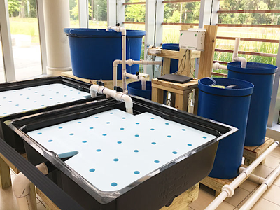 water barrels and tubs of growing plants image of hydroponic growing method