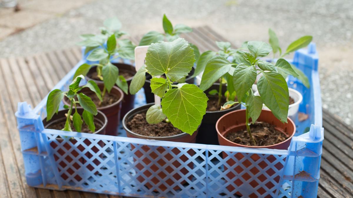 Vegetable plants in a basket