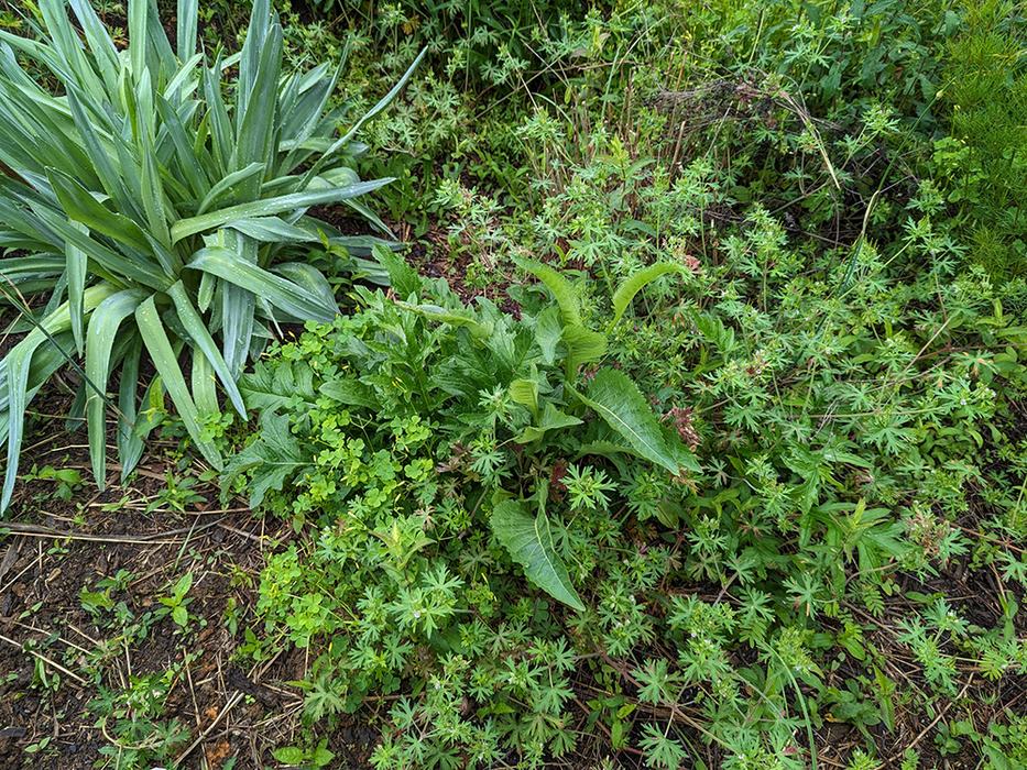 weeds overtaking perennials