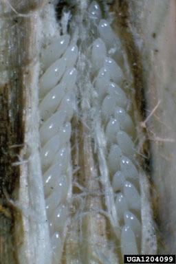 Eggs shown inside cambium tissue of tree bark. Up to 600 eggs can be laid by a female!