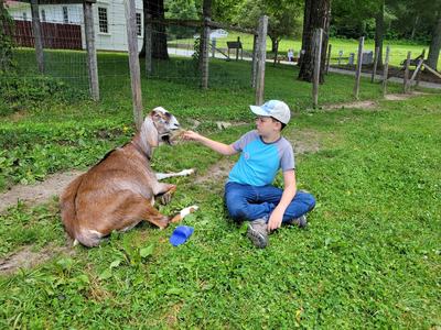 Boy sitting on grass feeding hay to a reclining brown goat near a wire fence
