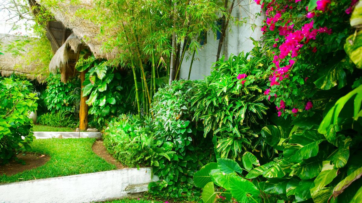 Yard planted with green foliage