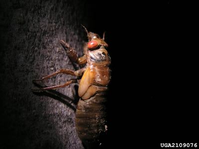 Cicada clinging to tree bark at night, visible ID text "UGA2109076"
