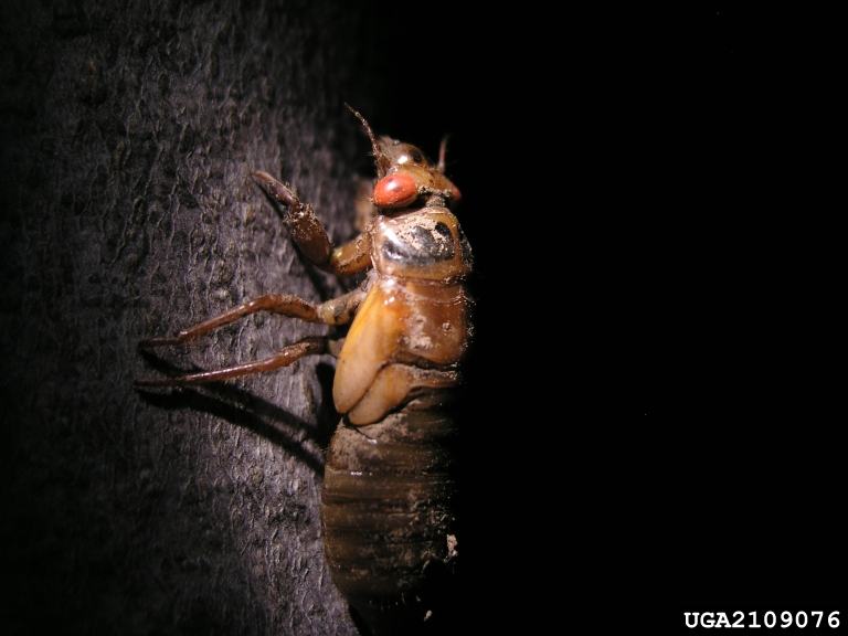 A periodical cicada pictured on the bark of a tree trunk.
