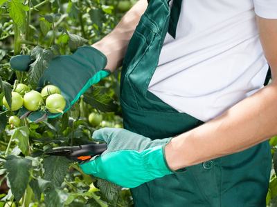 Gardener planting vegetables
