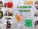 Image showing poultry and poultry activities being conducted by 4-H youth