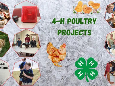 Image showing poultry and poultry activities being conducted by 4-H youth