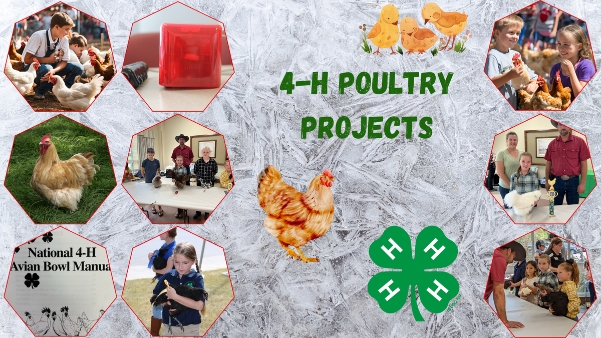 4-H Poultry Projects