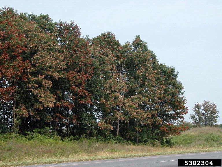 Picture of trees on the side of the road with browning on terminal tips of branches exposed in the tree canopy due to cicada egg laying.