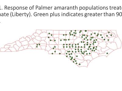 Response of Palmer amaranth populations treated with glufosinate