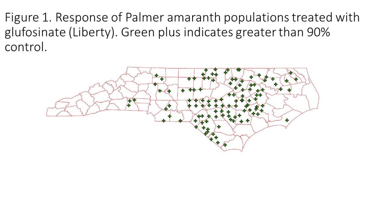 Response of Palmer amaranth populations treated with glufosinate