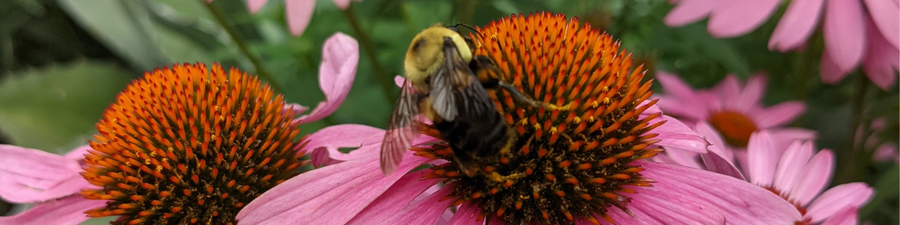 Bee on purple flower.
