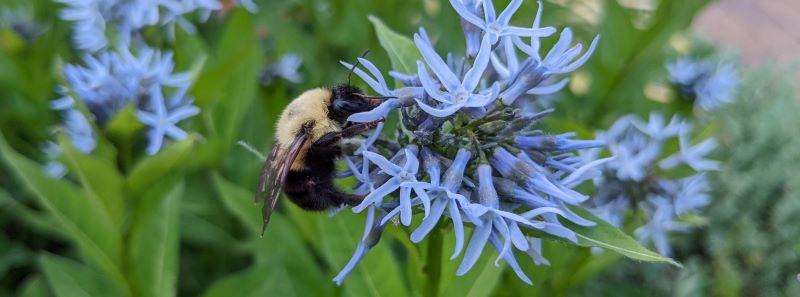 Bee gathering nectar on blue flower.