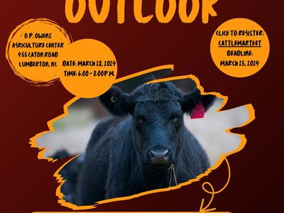 Cattle Market Outlook