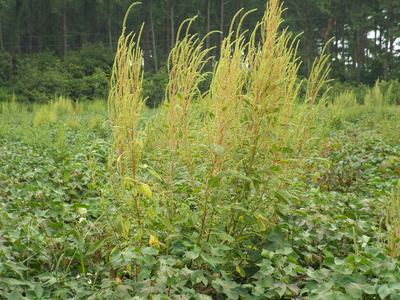 Palmer amaranth infesting cotton. 