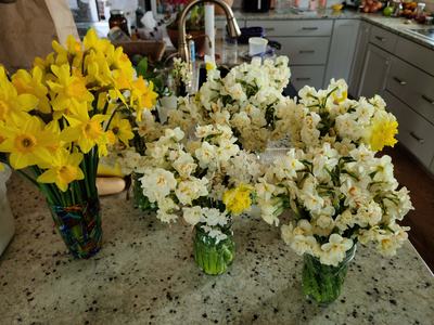 Daffodil Bouquets in the Spring