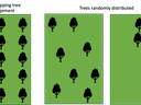 Different arrangement of trees in pastures