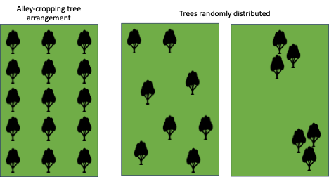 Different arrangement of trees in pastures