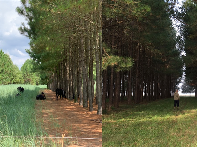 Silvopastures of North Carolina