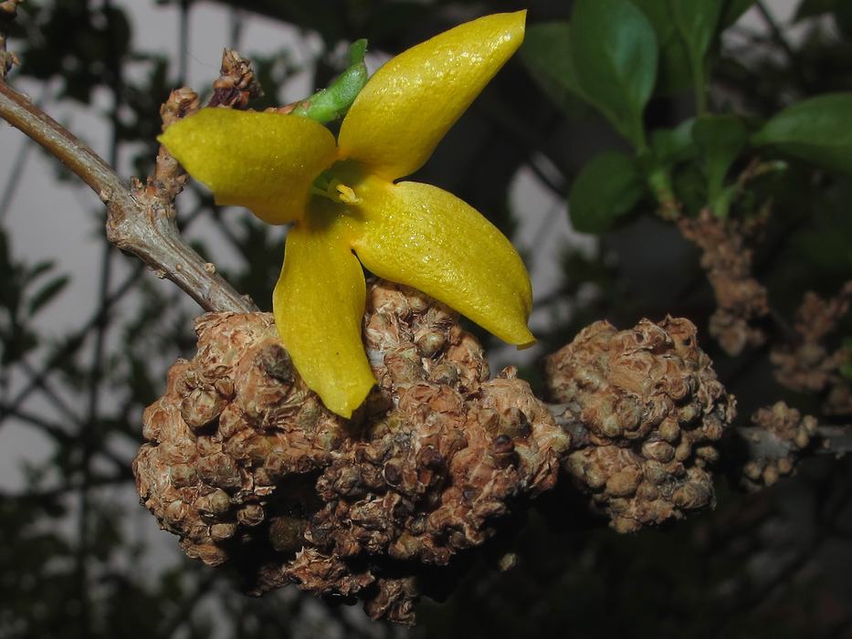 Forsythia Gall_Flickr_Photo by jacinta lluch valero CC BY-SA 2.0 DEED