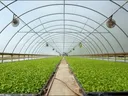 greenhouse
