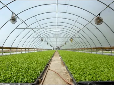 greenhouse