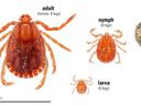 Three red tick stages labeled: adult (female; 8 legs), nymph (8 legs), larva (6 legs); 1/8" (~3 mm) scale and rotary bit.