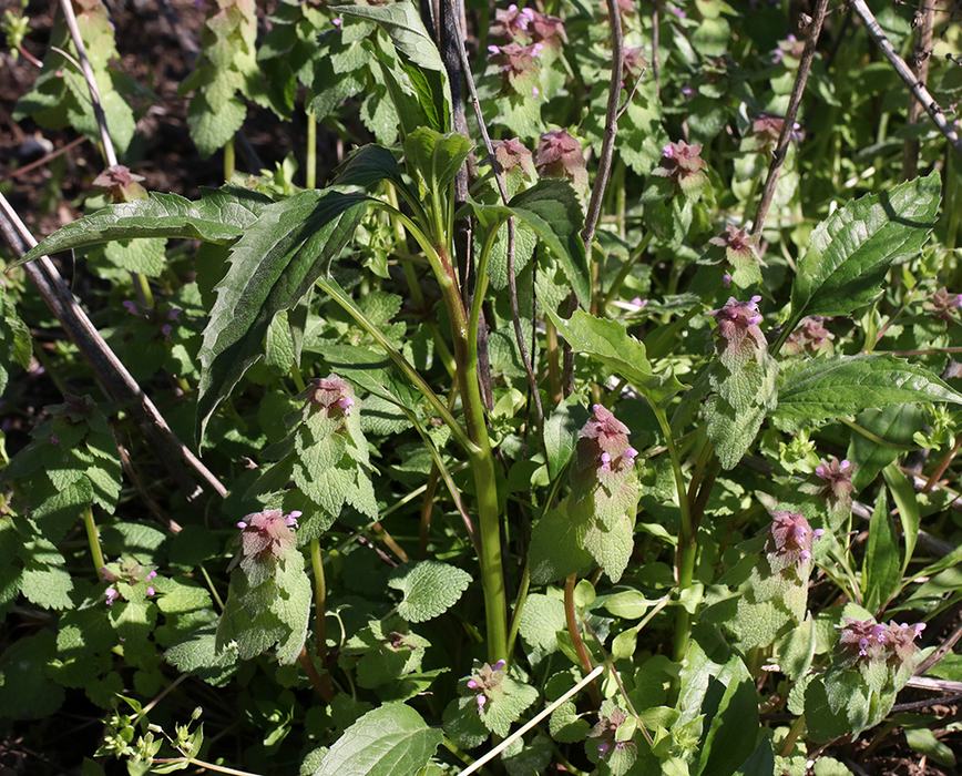 purple deadnettle and coneflower