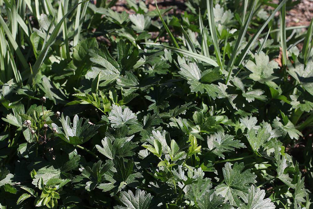 aggressive plants including spiderwort, poppy mallow, and golden alexander