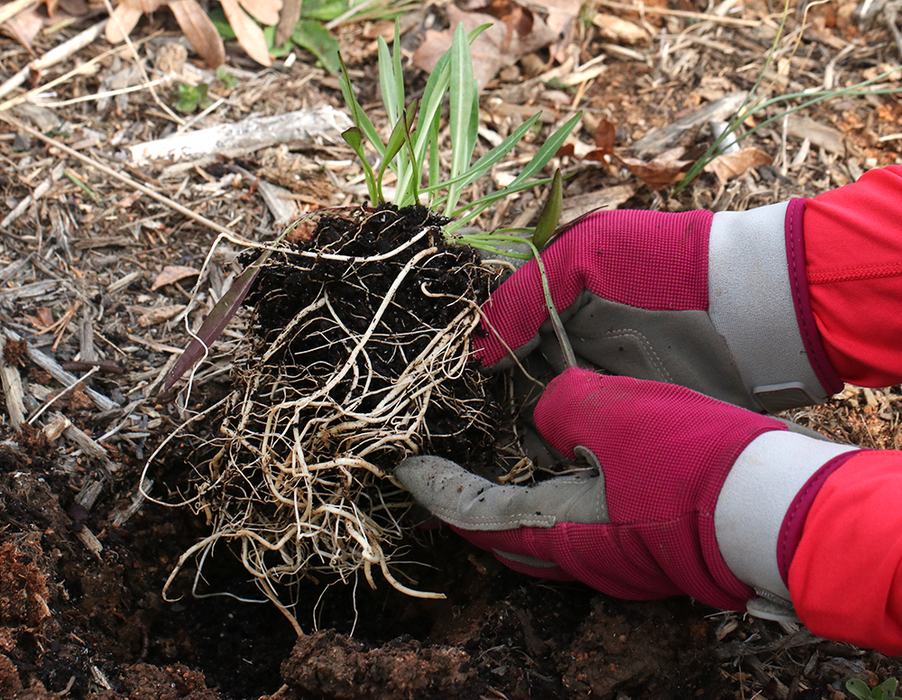 planting perennial