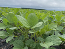 Young soybean plants growing in a field under a cloudy sky