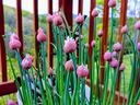 Chives in a container