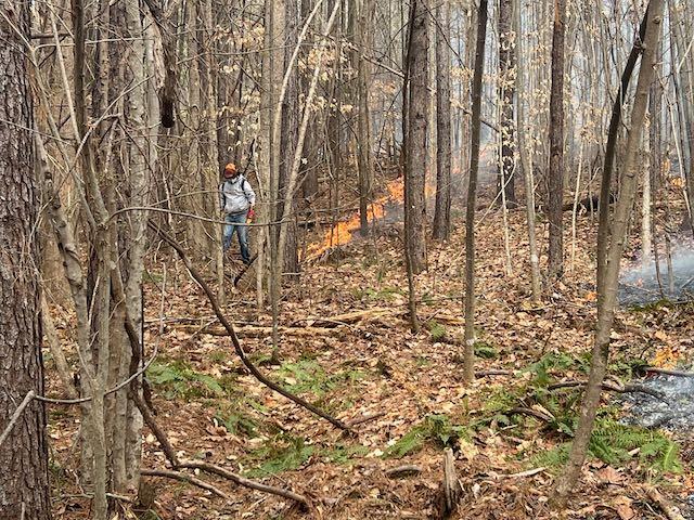 A man in a forested area sets fire to the underbrush. 
