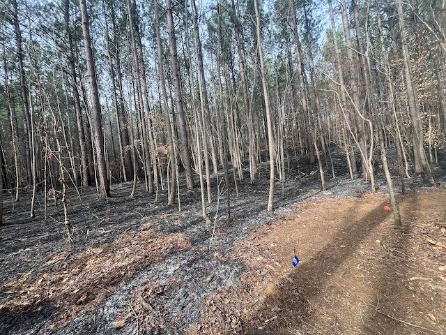 An area of forest with a burned forest floor.
