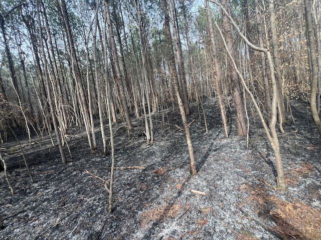 Ashes on the forest floor.