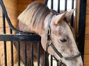 horse in stall