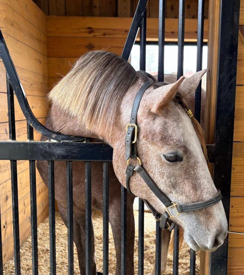 horse in stall