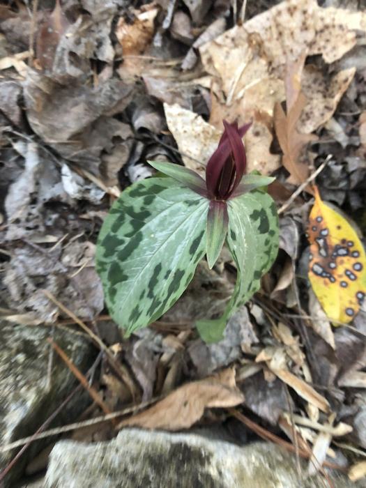 trillium