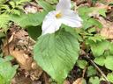 trillium