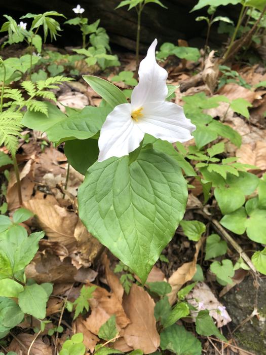 trillium