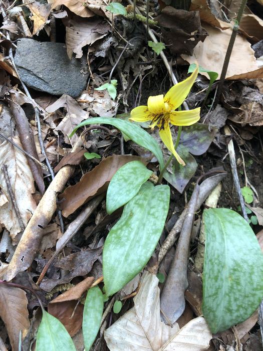 trout lily